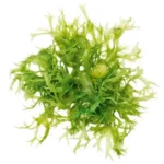 Organic Sensitive Skin Cleanser - Gentle Enough for all skin types - Image 6
